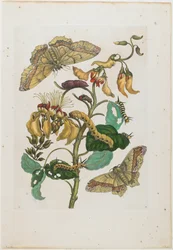 Lagartas, borboletas (Arsenura armida) e flores (Pallisaden Boom: Erythrina fusca)